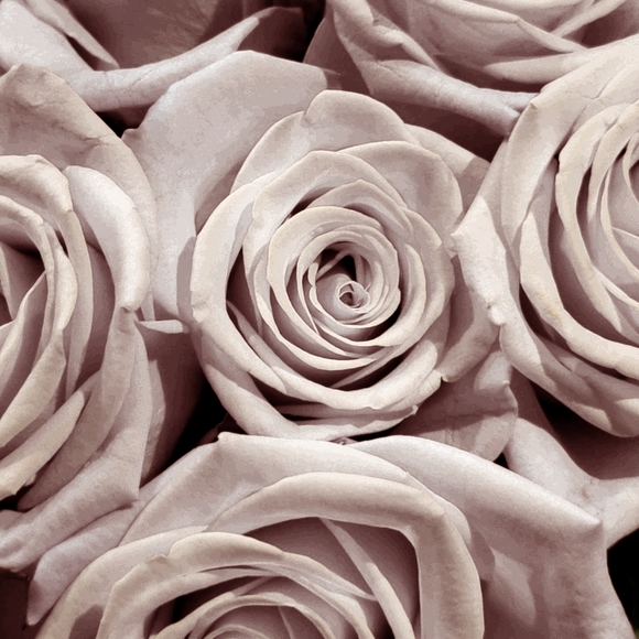 Meet your Posher, @starrynight - Picture 1 of 1